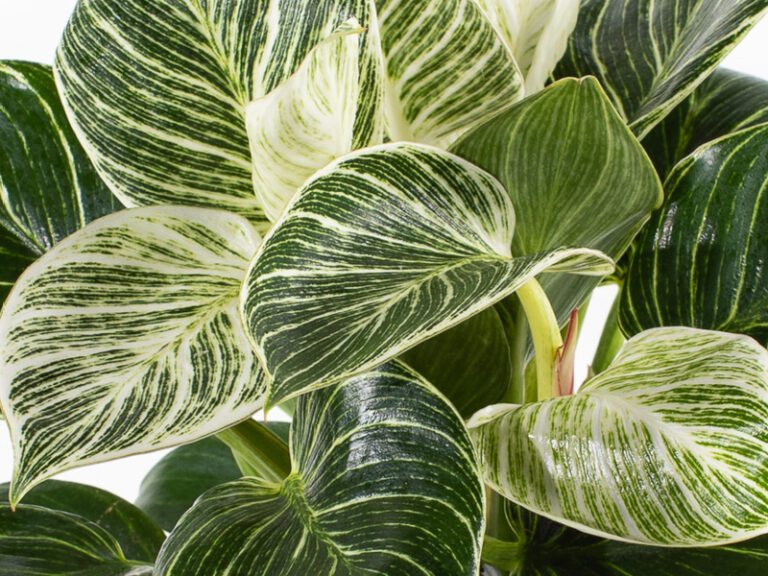 Fabelhafte Philodendron White Waves Bild