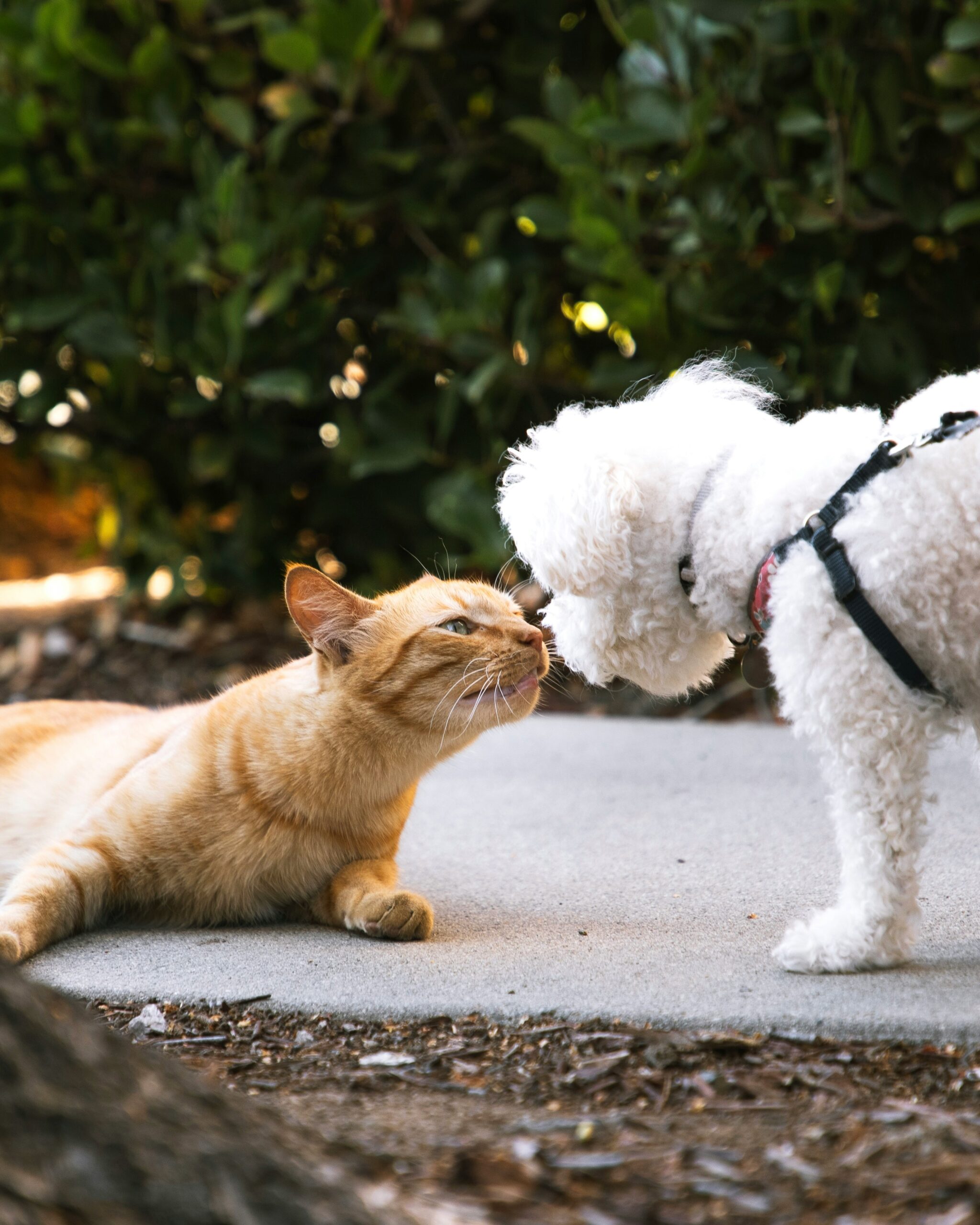 Hund und Katze